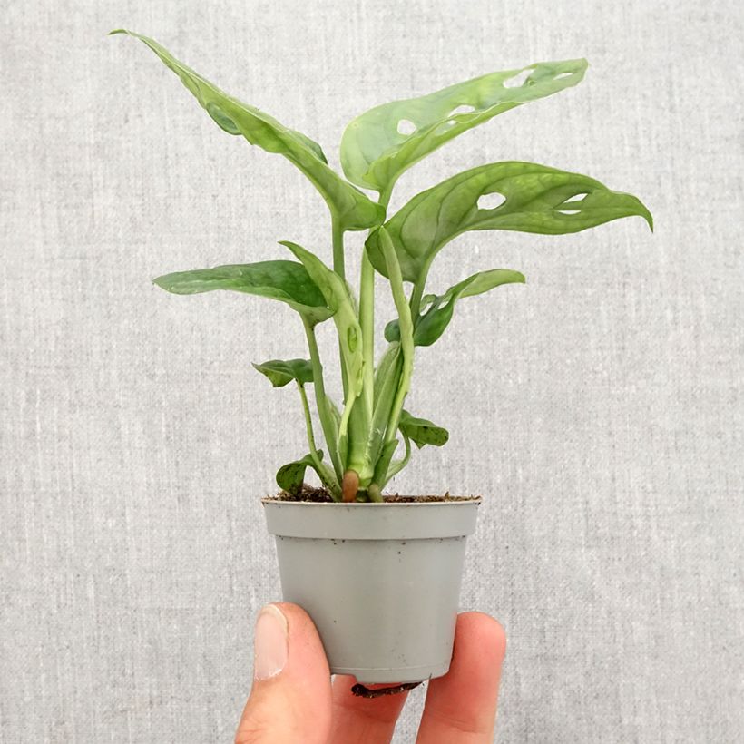 Exemplar von Monstera obliqua Mini-plante wie im Frühjahr geliefert