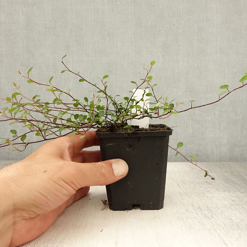 Exemplar von Muehlenbeckia axillaris - Teppich-Drahtstrauch Kleine Töpfe von 8/9 cm wie im Sommer geliefert