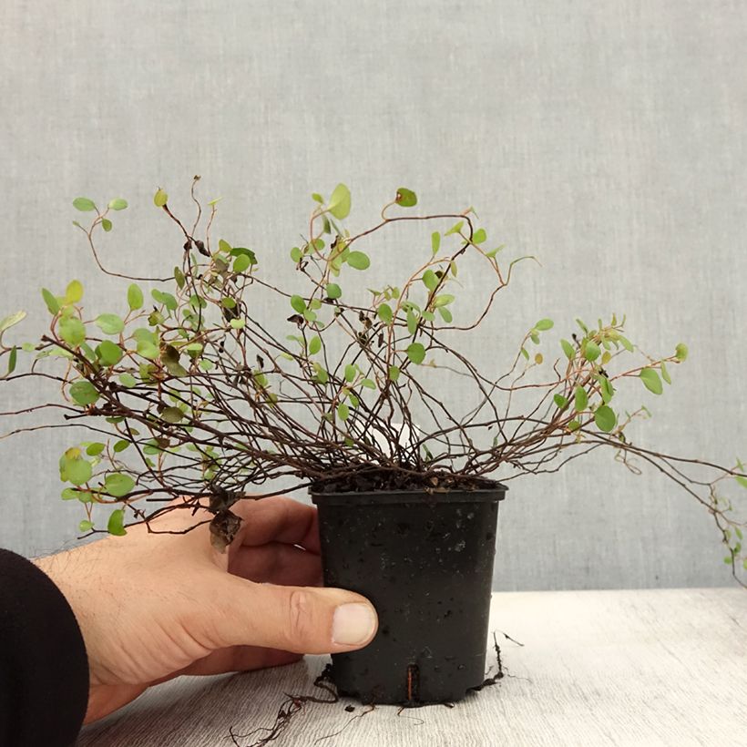Exemplar von Muehlenbeckia complexa - Mühlenbeckie Kleine Töpfe von 8/9 cm wie im Herbst geliefert
