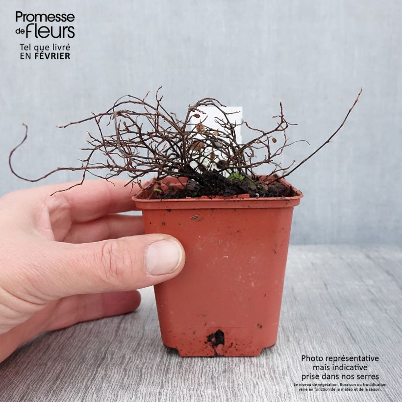 Exemplar von Muehlenbeckia complexa Golden Girl - Mühlenbeckie Kleine Töpfe von 8/9 cm wie im Winter geliefert