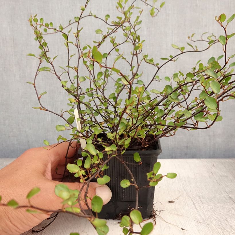 Exemplar von Muehlenbeckia complexa Sealand Compact - Mühlenbeckie Kleine Töpfe von 8/9 cm wie im Sommer geliefert