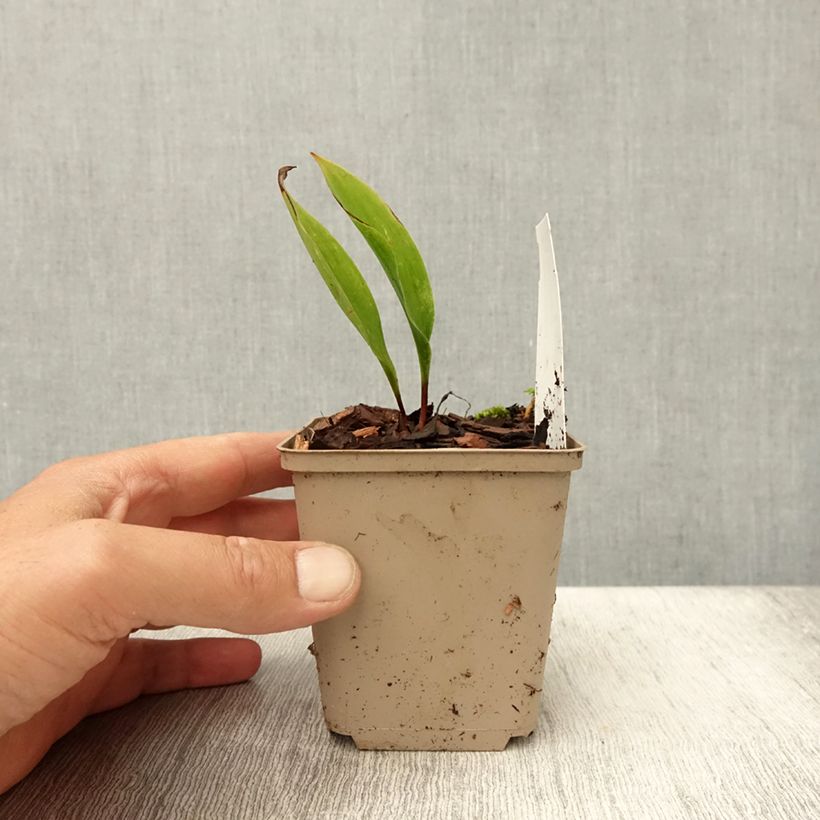 Exemplar von Convallaria majalis Bordeaux - Maiglöckchen Kleine Töpfe von 8/9 cm wie im Sommer geliefert