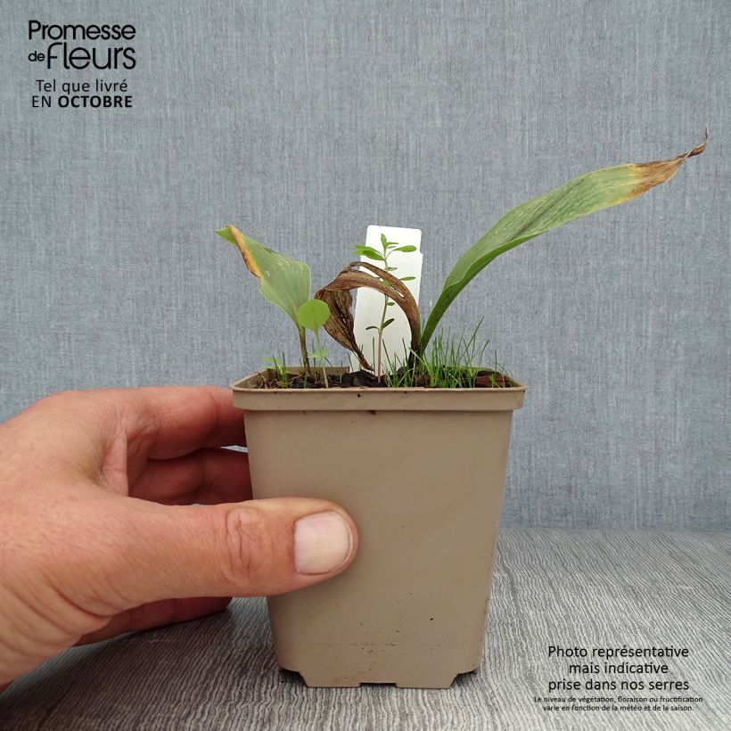 Exemplar von Convallaria majalis Prolificans - Maiglöckchen Kleine Töpfe von 8/9 cm wie im Herbst geliefert