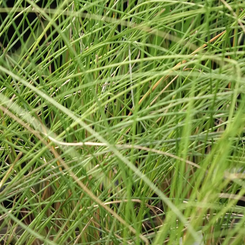 Muhlenbergia capillaris - Rosa Haargras (Laub)