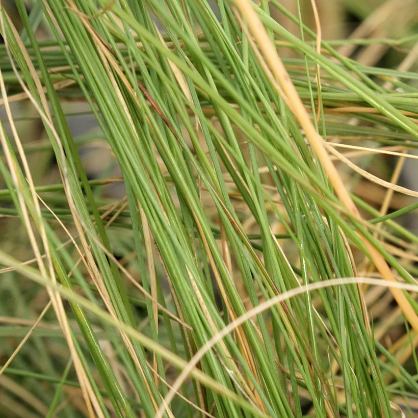 Muhlenbergia capillaris - Rosa Haargras (Laub)