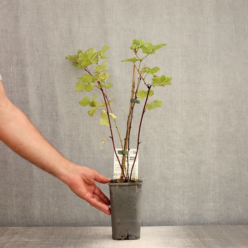 Exemplar von Brombeere Dorman Red Bio Bio - Rubus parvifolius x fruticosus Dorsett Topf mit 1,5L/2L wie im Sommer geliefert