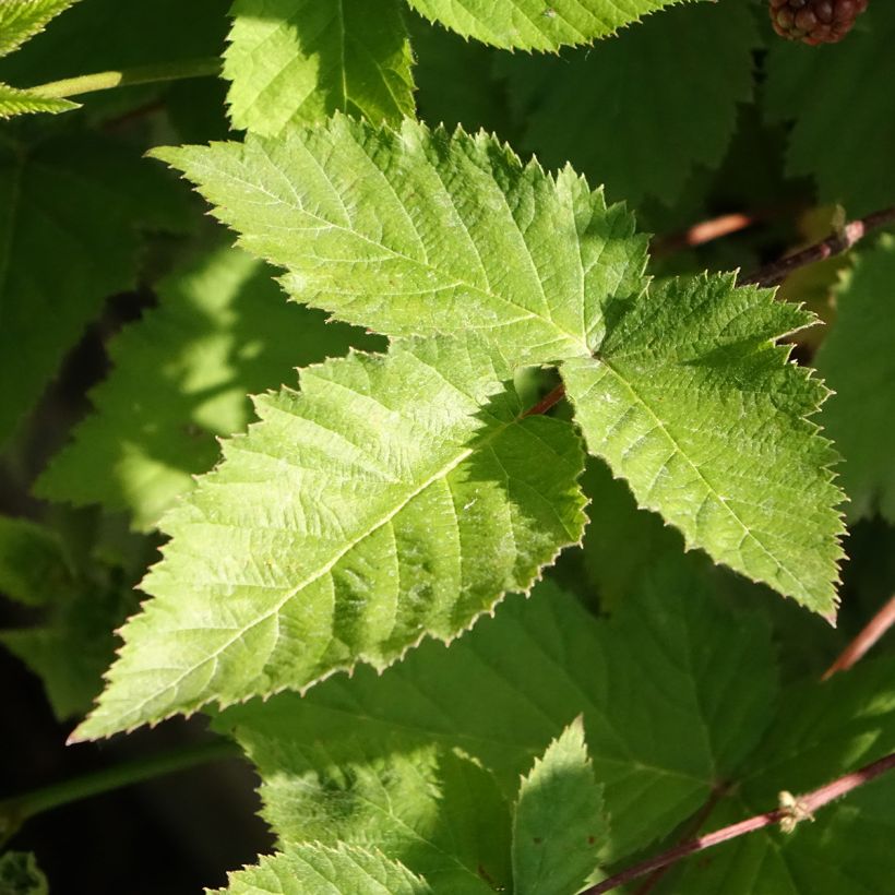 Brombeere Dirksen Bio (Laub)