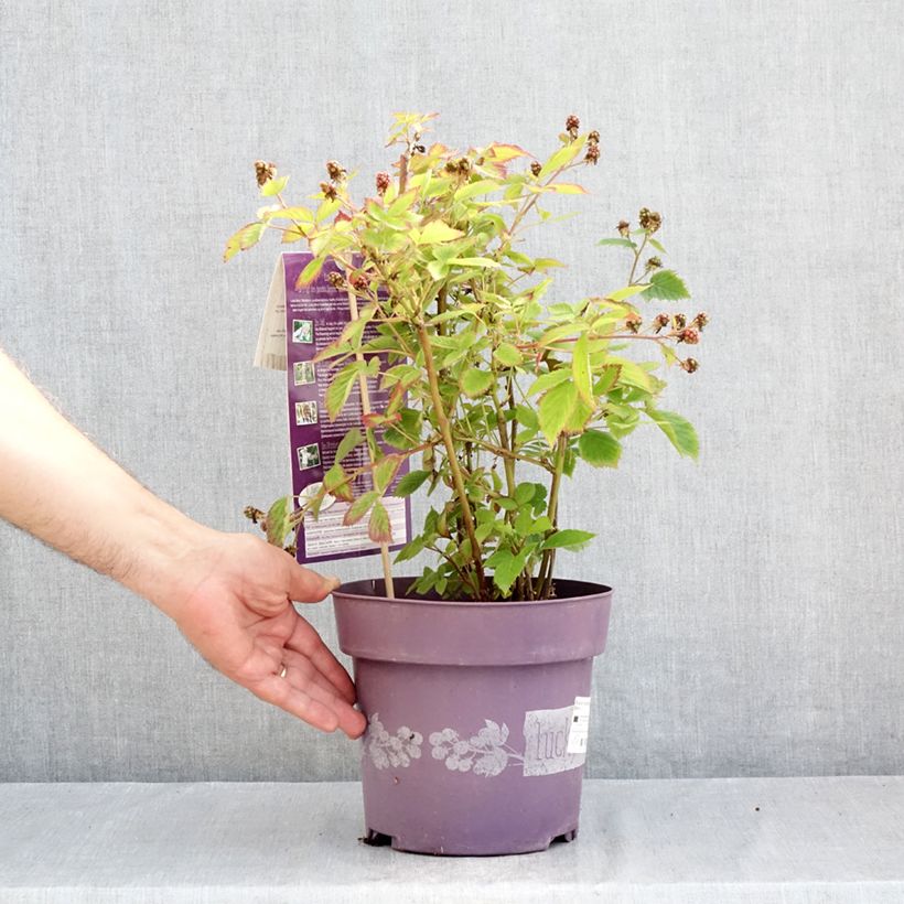Exemplar von Rubus fruticosus Lucky Berry - Echte Brombeere Topf mit 4L/5L, Strauch/Busch, mehrstämmig wie im Sommer geliefert
