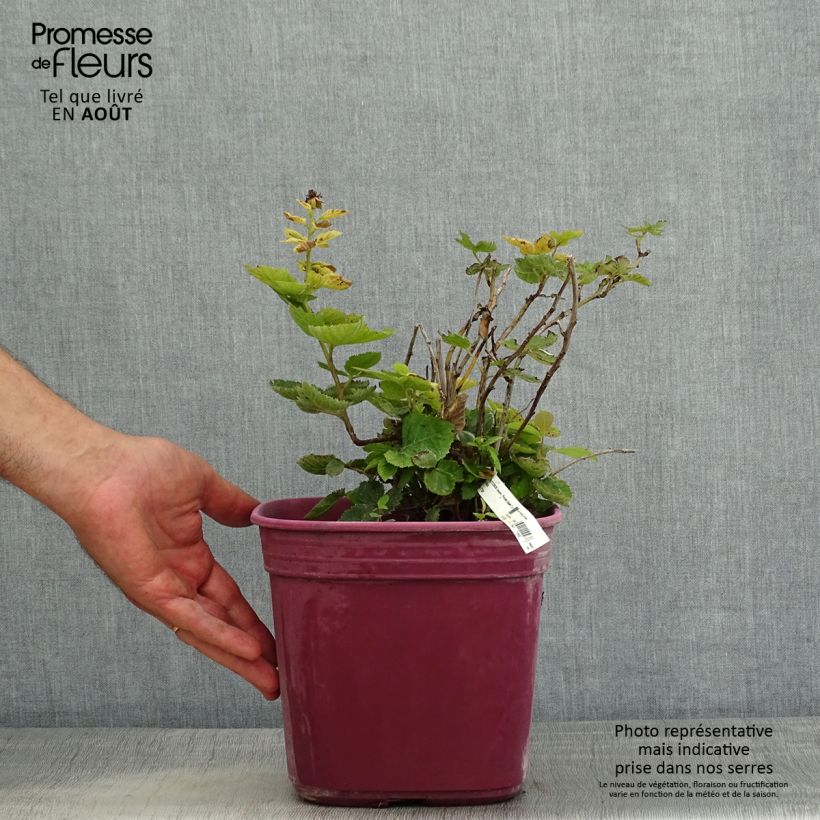 Exemplar von Brombeere Purple Opal Topf mit 4L/5L wie im Sommer geliefert
