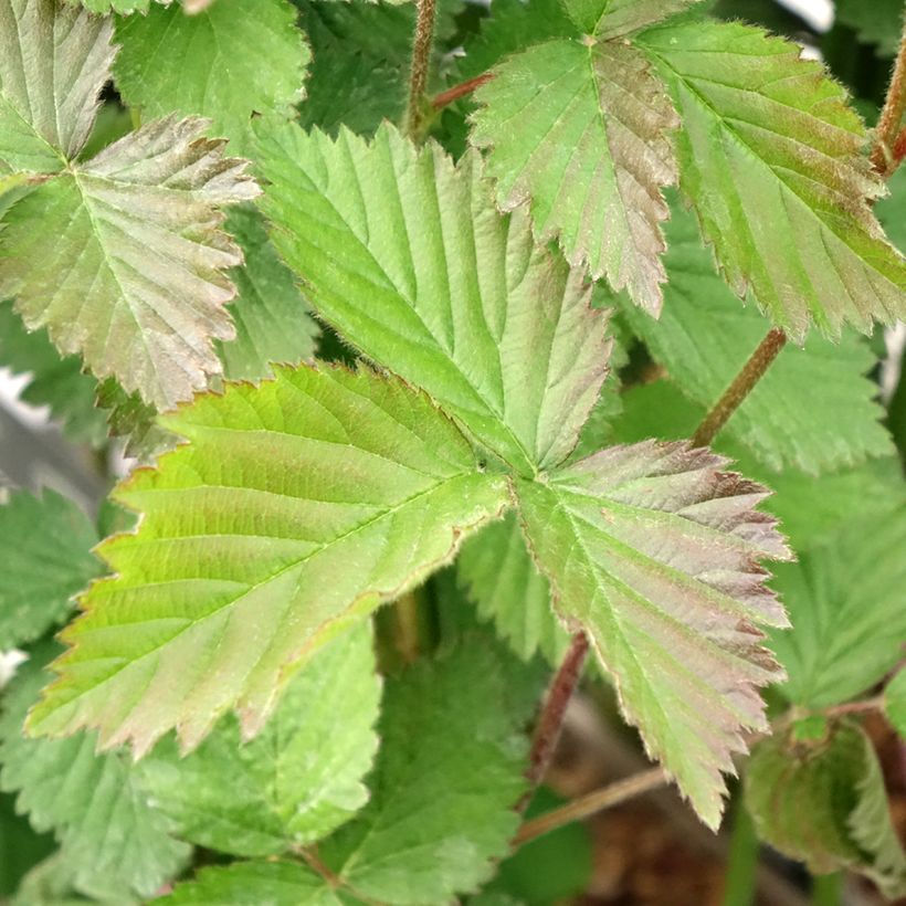 Brombeere Navaho (Laub)