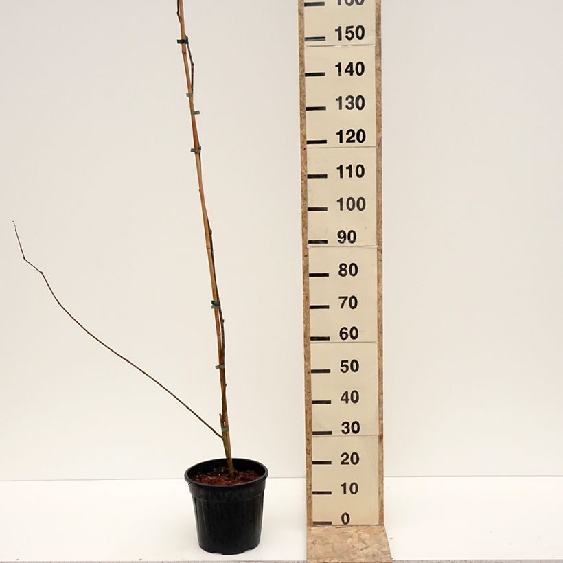 Exemplar von Weißer Maulbeerbaum King's White - Morus alba var. laevigata Topf mit 6L/7L wie im Winter geliefert