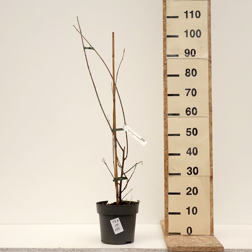 Exemplar von Maulbeere Illinois Everbearing - Morus x rubra Topf mit 7,5L/10L wie im Winter geliefert