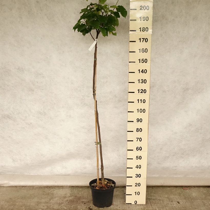 Exemplar von Maulbeere Wellington - Morus Topf mit 4L/5LGelieferte Höhe ca. 80/100cm wie im Sommer geliefert