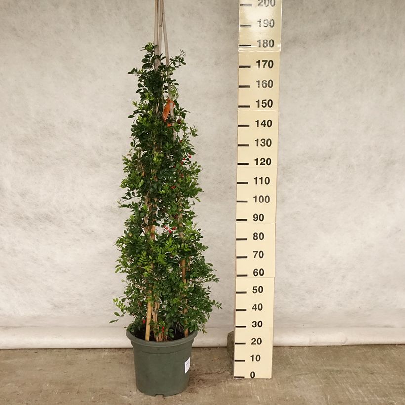 Exemplar von Murraya paniculata - Orangenraute Topf mit 12L/15L wie im Sommer geliefert