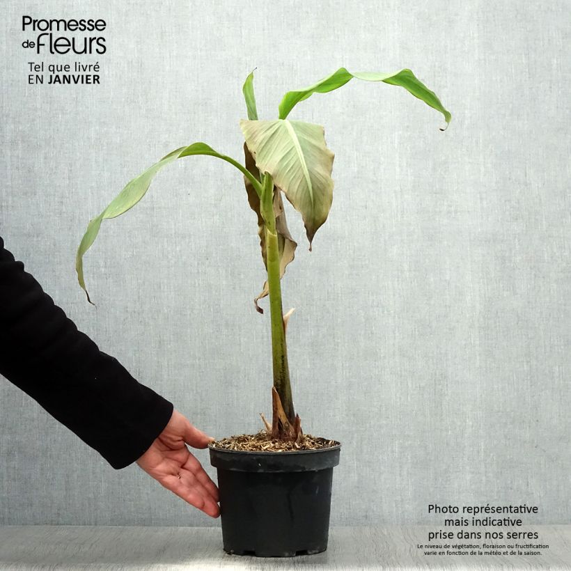Exemplar von Musa basjoo Sakhalin - Japanische Faserbanane Topf mit 3L/4L wie im Winter geliefert