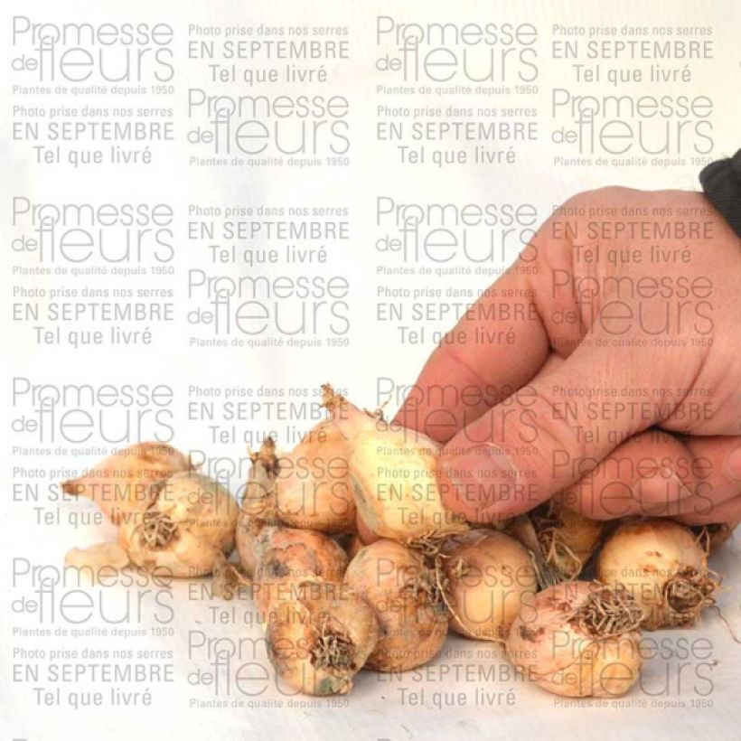 Beispiel eines Exemplars von Muscari comosum Plumosum - Schopfige Traubenhyazinthe Zwiebel Kaliber/Größe 8+ wie geliefert