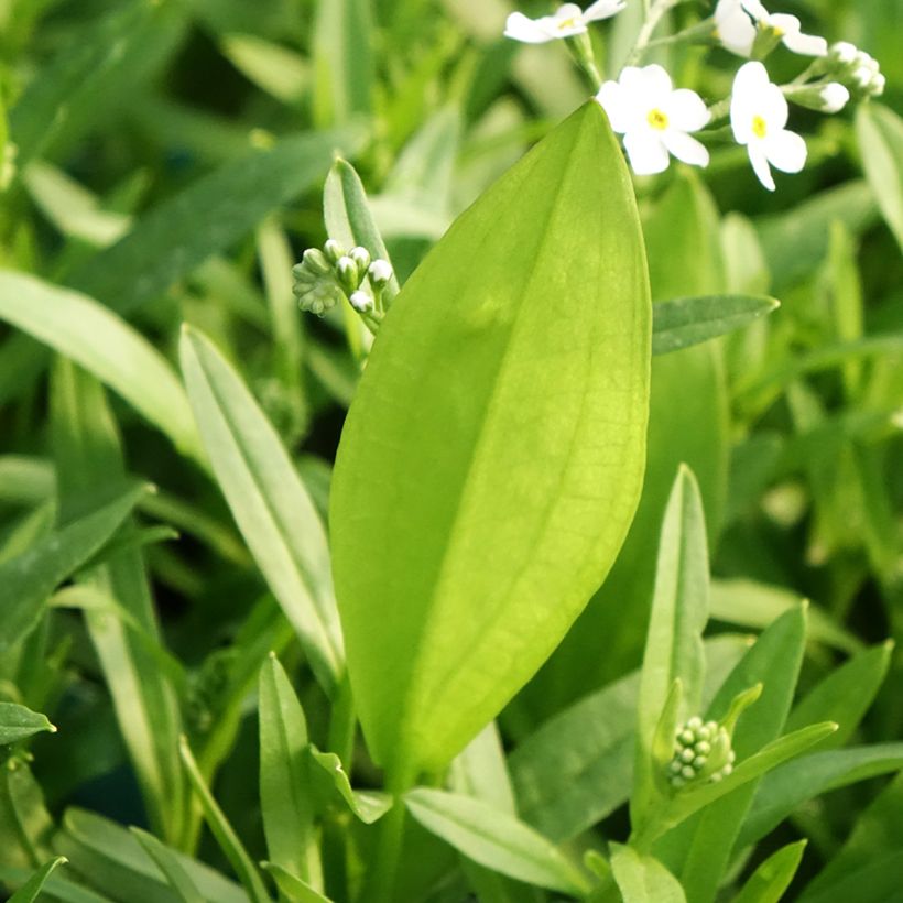Sumpf-Vergissmeinnicht Alba - Myosotis scorpioides (Laub)