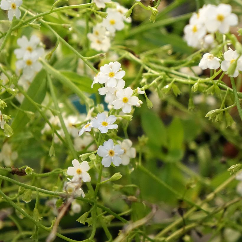 Sumpf-Vergissmeinnicht Alba - Myosotis scorpioides (Blüte)