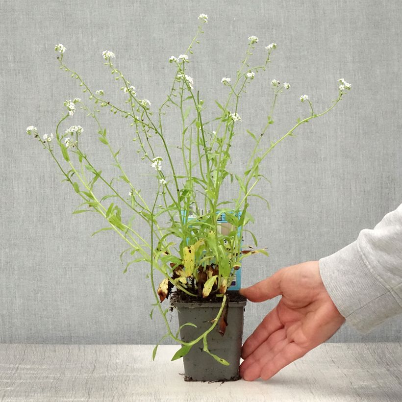 Exemplar von Sumpf-Vergissmeinnicht Alba - Myosotis scorpioides Kleine Töpfe von 8/9 cm wie im Sommer geliefert