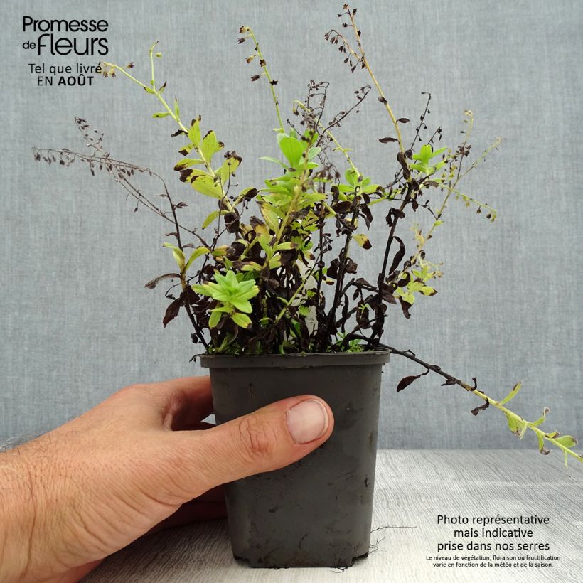 Exemplar von Sumpf-Vergissmeinnicht - Myosotis scorpioides Kleine Töpfe von 8/9 cm wie im Sommer geliefert