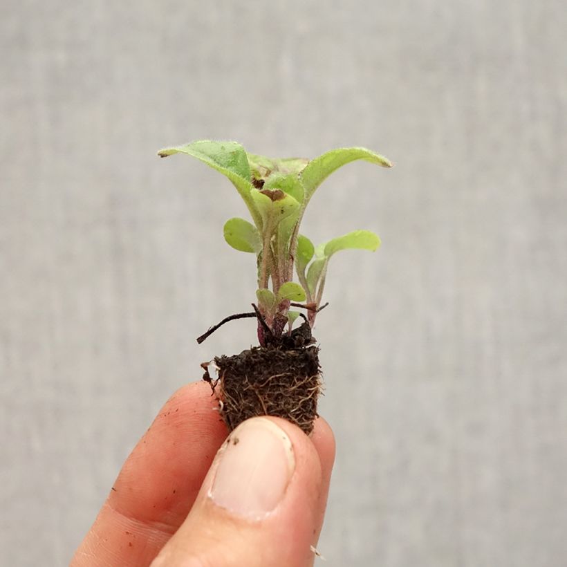 Exemplar von Vergissmeinnicht Savoie Blau - Myosotis sylvatica Mini-Plug: Plug 2,2 cm x 2 cm in Anzuchtplatte à 35 Stück wie im Herbst geliefert