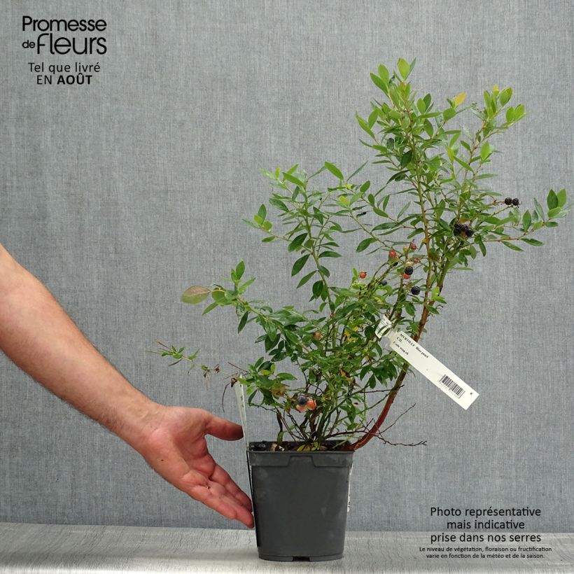 Exemplar von Amerikanische Blaubeere Blue pearl - Vaccinium corymbosum Topf mit 2L/3L wie im Sommer geliefert