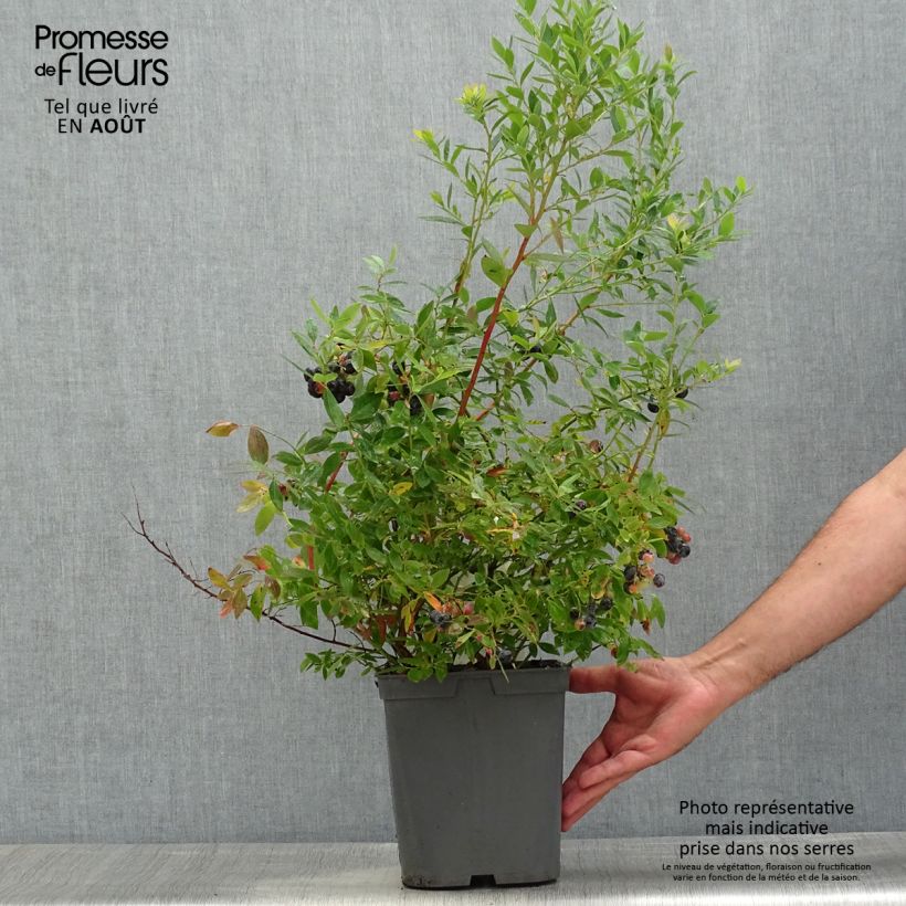 Exemplar von Amerikanische Blaubeere Blue pearl - Vaccinium corymbosum Topf mit 4L/5L wie im Sommer geliefert