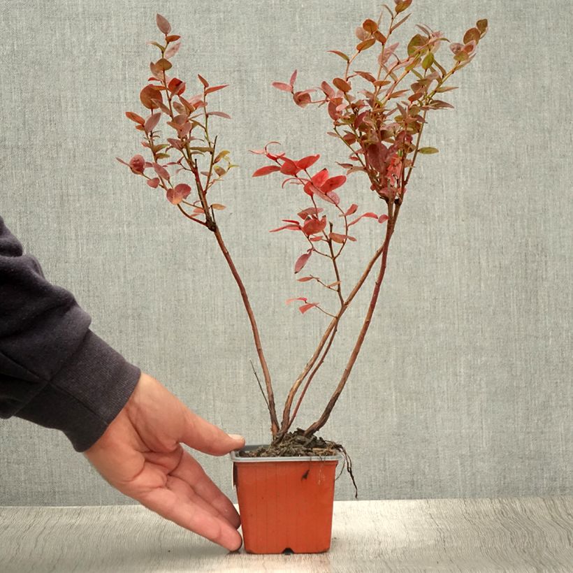Exemplar von Amerikanische Blaubeere Brigitta - Vaccinium corymbosum Kleine Töpfe von 8/9 cm wie im Sommer geliefert