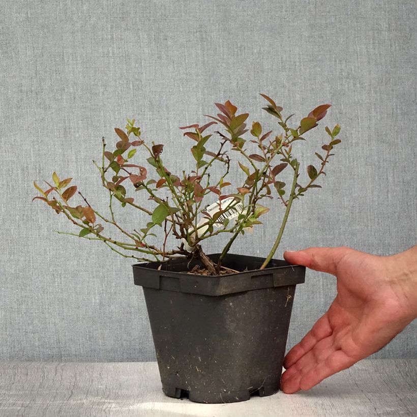 Exemplar von Amerikanische Blaubeere Darrow - Vaccinium corymbosum Topf mit 1,5L/2L wie im Sommer geliefert