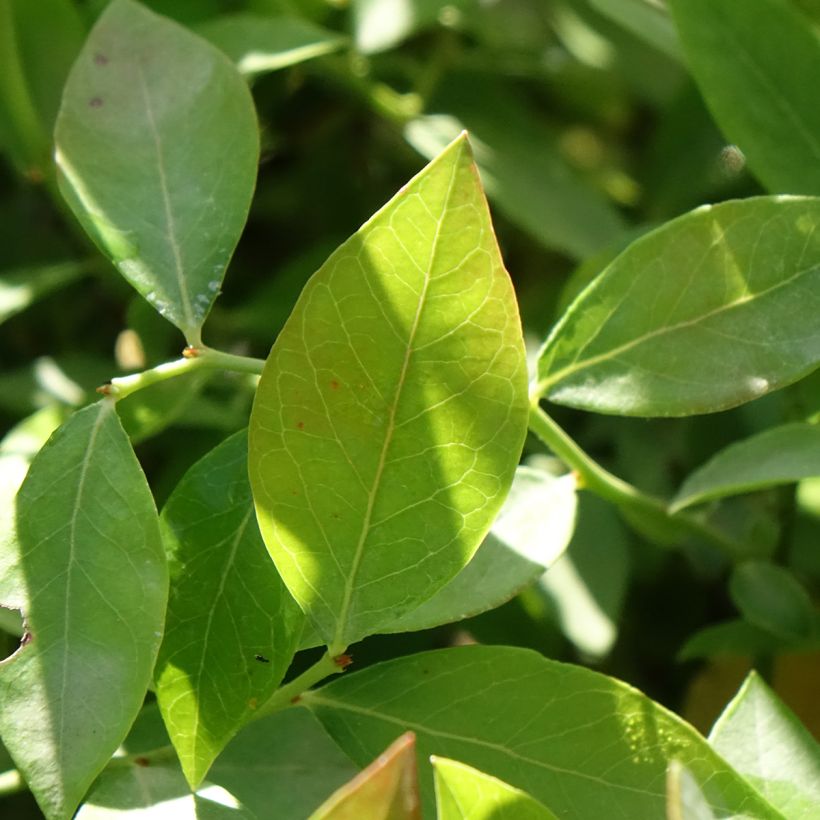 Amerikanische Blaubeere Legacy - Vaccinium corymbosum (Laub)