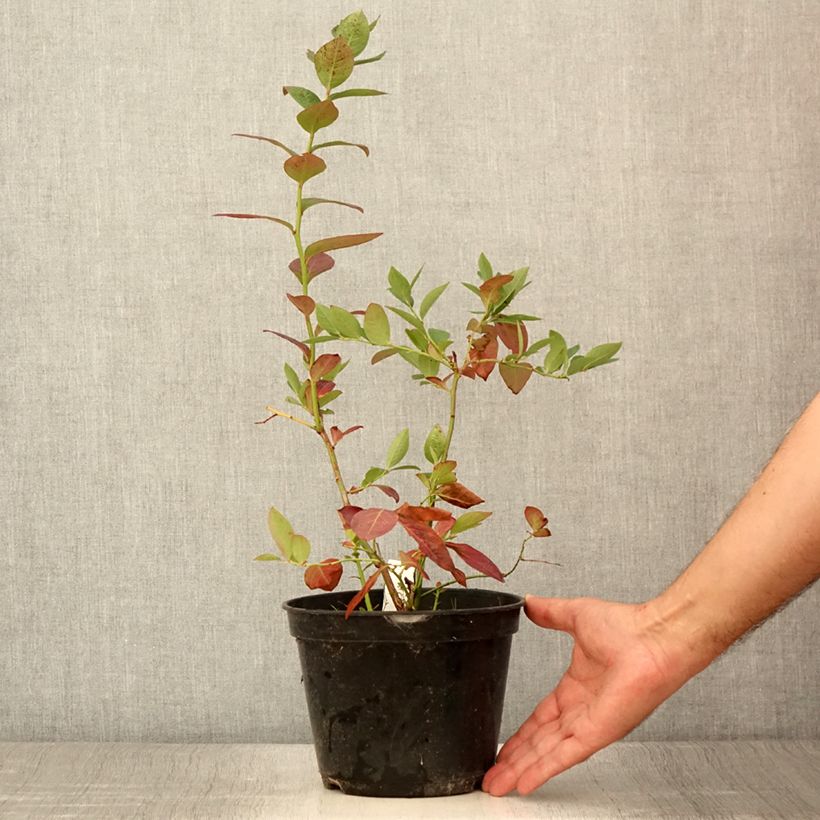 Exemplar von Amerikanische Blaubeere Northcountry - Vaccinium corymbosum Topf mit 3L/4L wie im Sommer geliefert
