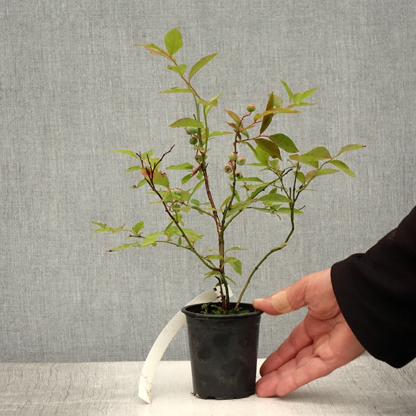 Exemplar von Amerikanische Blaubeere Pioneer - Vaccinium corymbosum Kleine Töpfe von 8/9 cm wie im Sommer geliefert