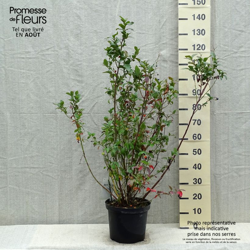 Exemplar von Amerikanische Blaubeere Spartan - Vaccinium corymbosum Topf mit 7,5L/10L wie im Sommer geliefert