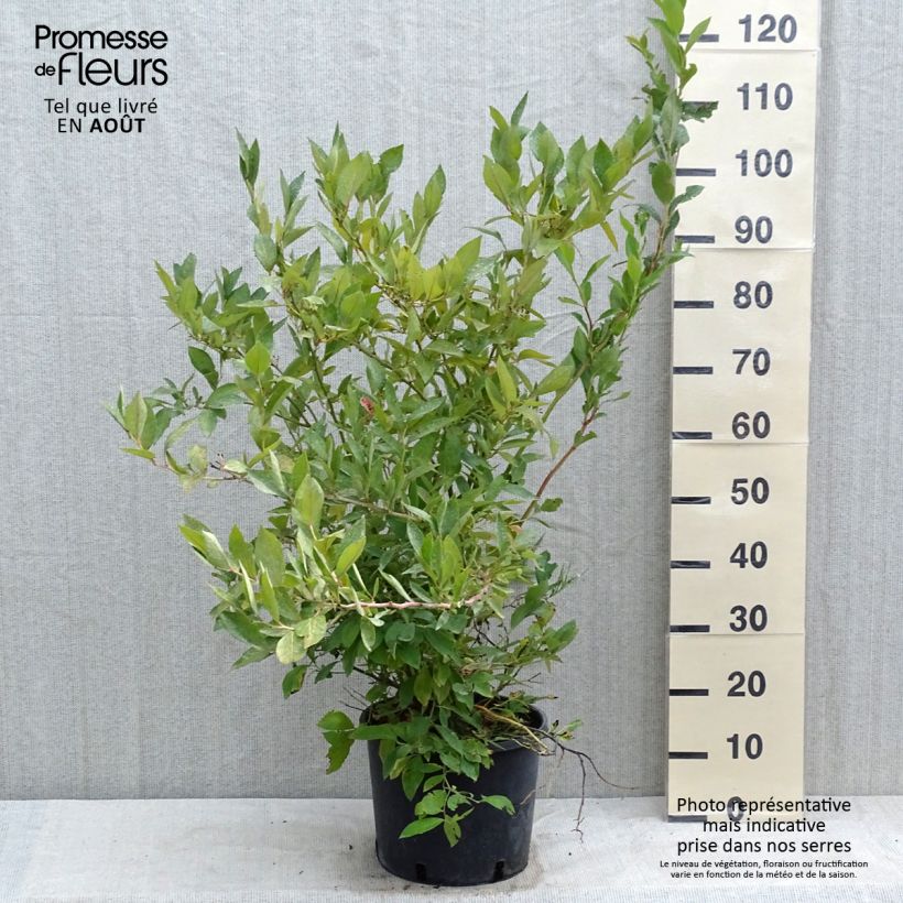 Exemplar von Amerikanische Blaubeere Goldtraube - Vaccinium corymbosum Topf mit 7,5L/10L, Strauch wie im Sommer geliefert