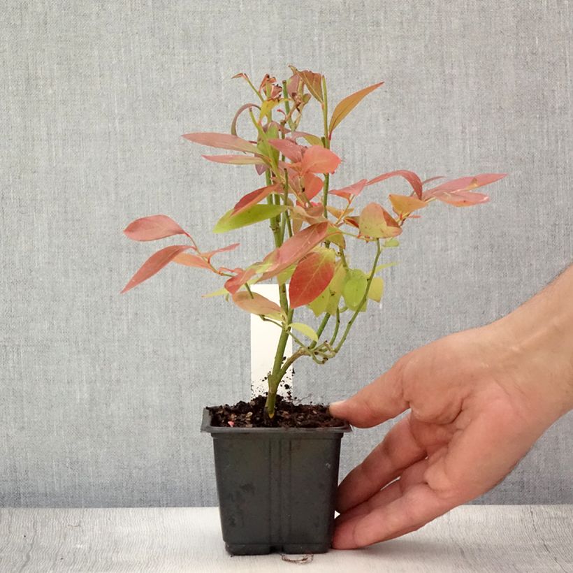 Exemplar von Amerikanische Blaubeere Goldtraube - Vaccinium corymbosum Kleine Töpfe von 8/9 cm wie im Sommer geliefert