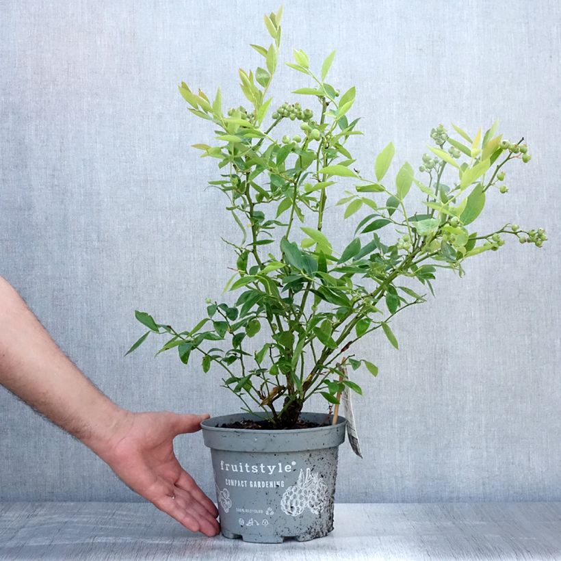 Exemplar von Amerikanische Blaubeere Blue Crop - Vaccinium corymbosum x myrtillus Topf mit 4L/5L wie im Sommer geliefert