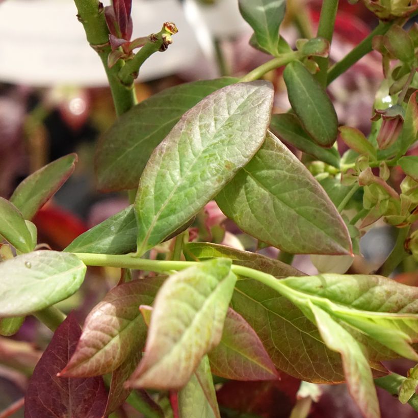 Amerikanische Blaubeere Cabernet Splash 'VacBri1' - Vaccinium corymbosum (Laub)