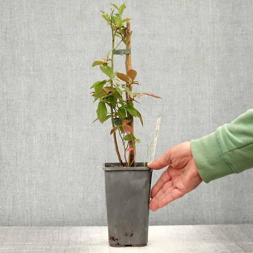 Exemplar von Amerikanische Blaubeere Patriot Bio - Vaccinium corymbosum x myrtillus Topf mit 1,5L/2L, Strauch wie im Sommer geliefert