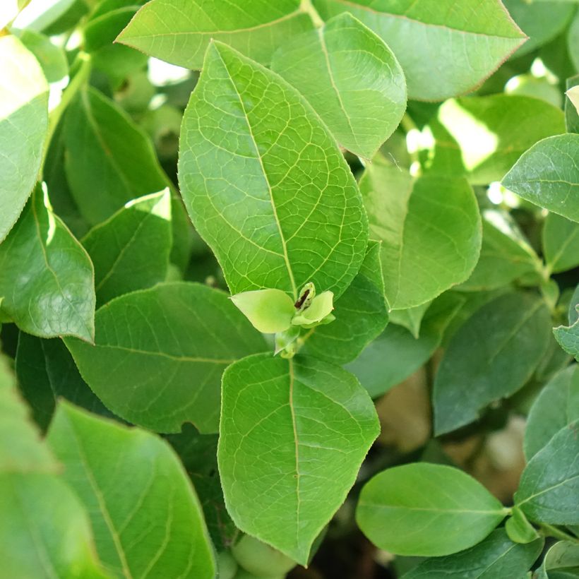 Amerikanische Blaubeere Patriot Bio - Vaccinium corymbosum x myrtillus (Laub)