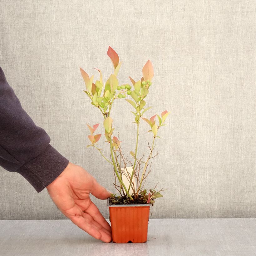 Exemplar von Amerikanische Blaubeere Flamingo - Vaccinium corymbosum Kleine Töpfe von 8/9 cm, Strauch wie im Frühjahr geliefert