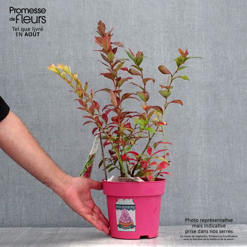 Exemplar von Amerikanische Blaubeere Pink Bonbons - Vaccinium corymbosum Topf mit 2L/3L wie im Sommer geliefert