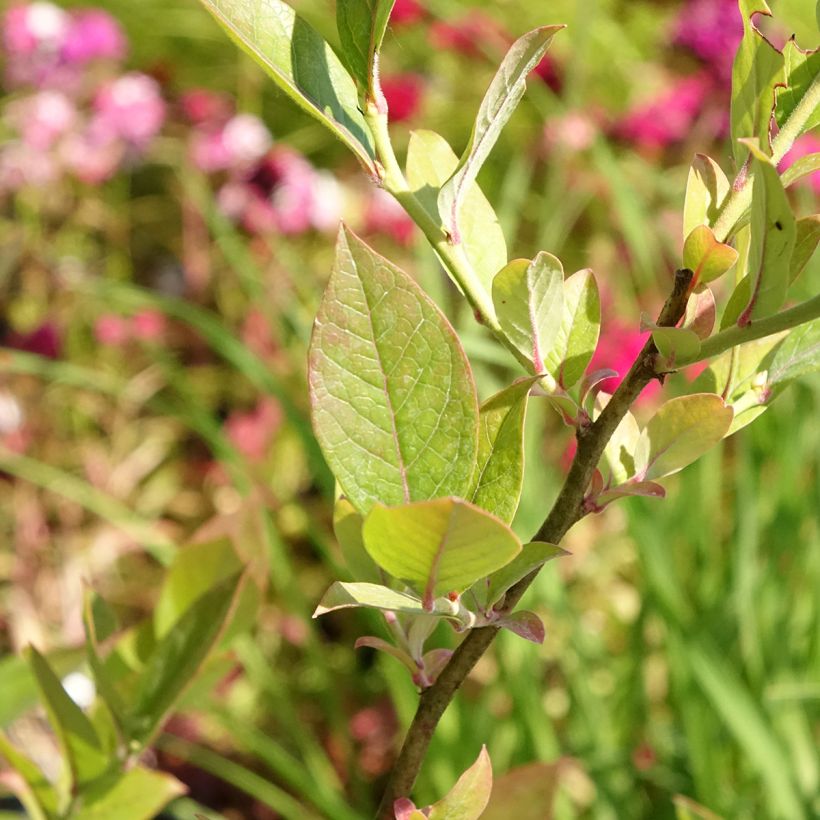 Amerikanische Blaubeere Reka Bio - Vaccinium corymbosum (Laub)