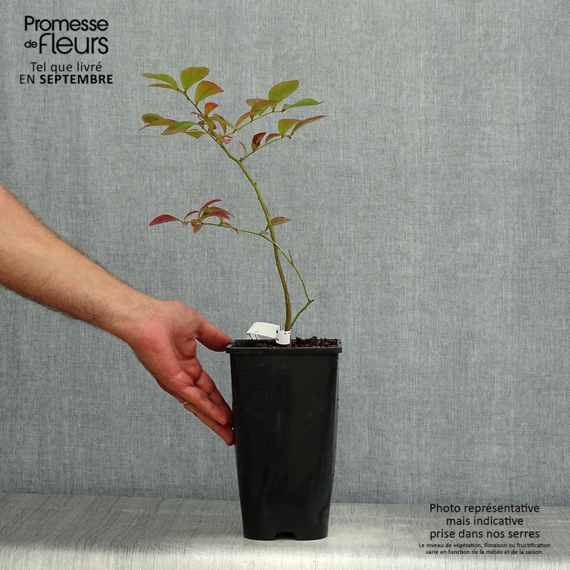 Exemplar von Amerikanische Blaubeere Yello!Berryblue 'Andval1601' - Vaccinium corymbosum Topf mit 2L/3L wie im Sommer geliefert