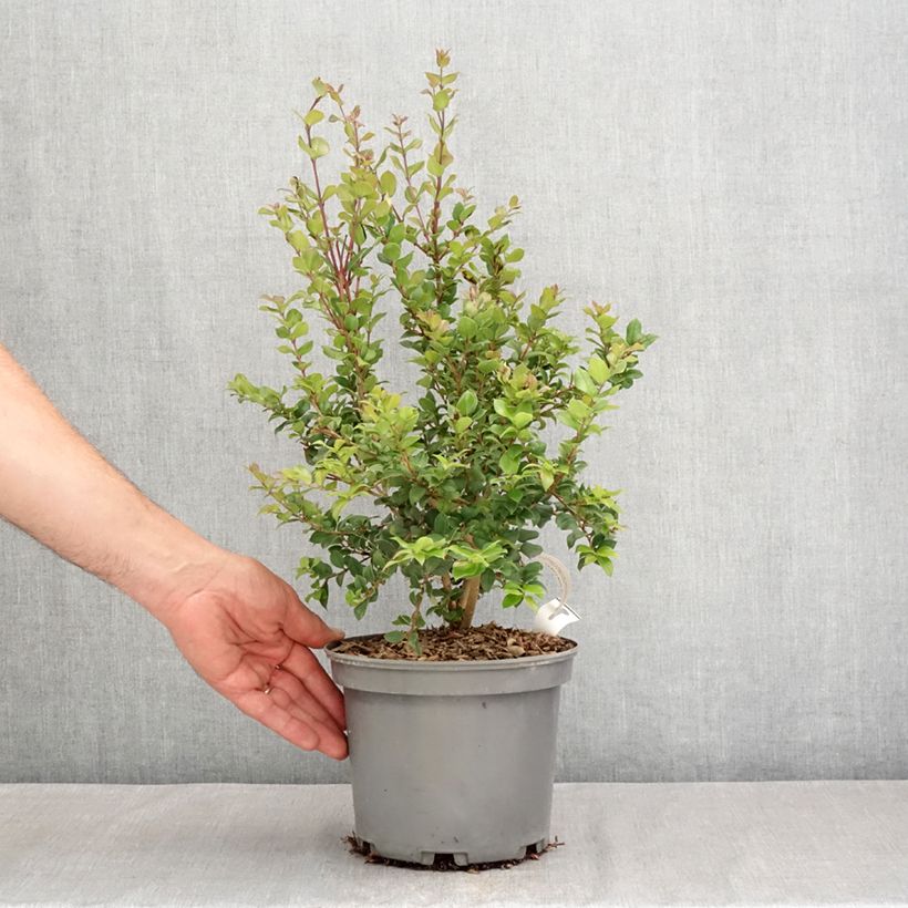 Exemplar von Myrtus luma Topf mit 3L/4L wie im Sommer geliefert
