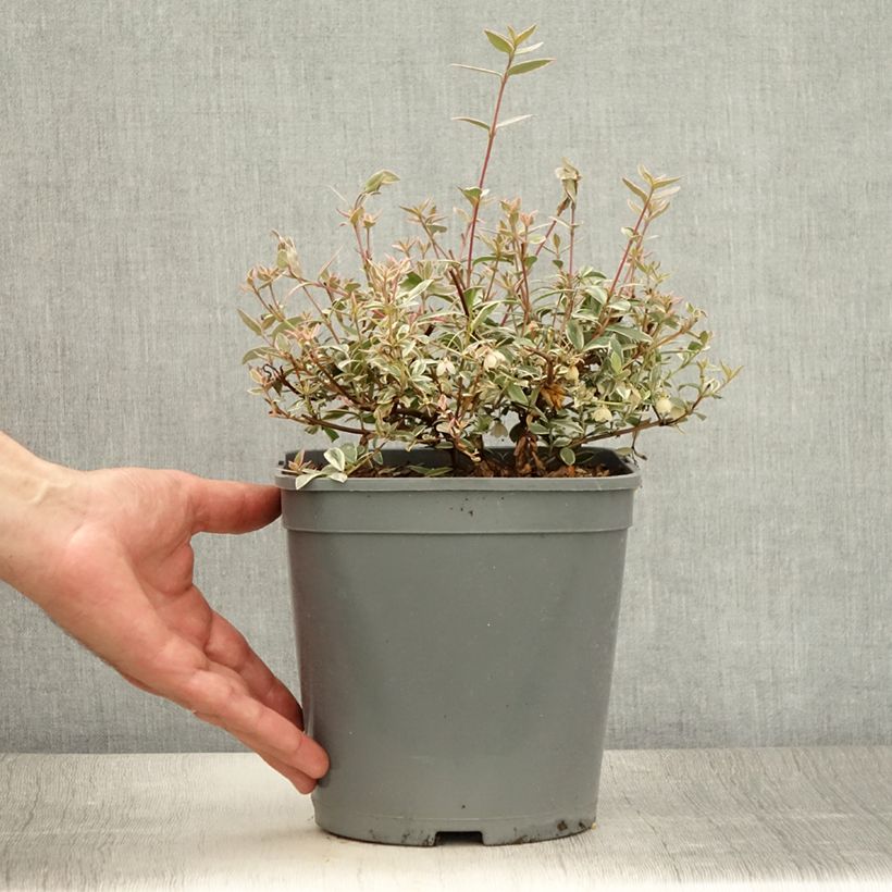 Exemplar von Myrtus ugni Flambeau - Chilenische Guave Topf mit 3L/4L wie im Sommer geliefert