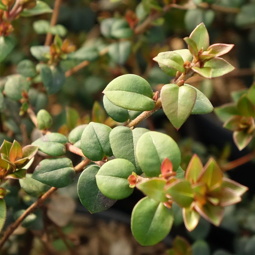 Myrtus ugni Elite - Chilenische Guave (Laub)