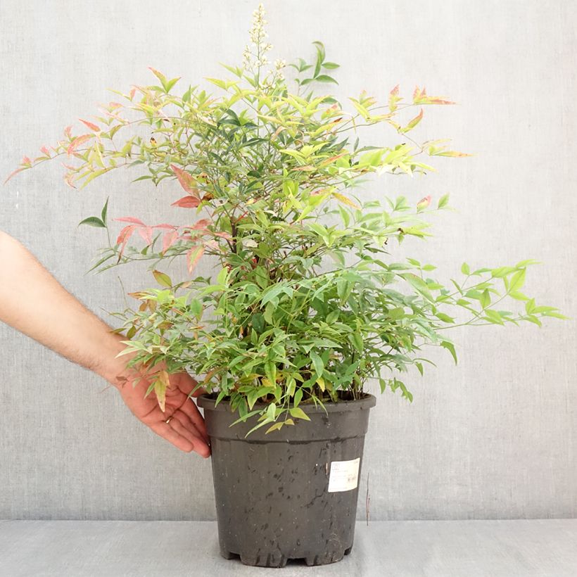 Exemplar von Himmelsbambus - Nandina domestica Topf mit 7,5L/10L wie im Sommer geliefert