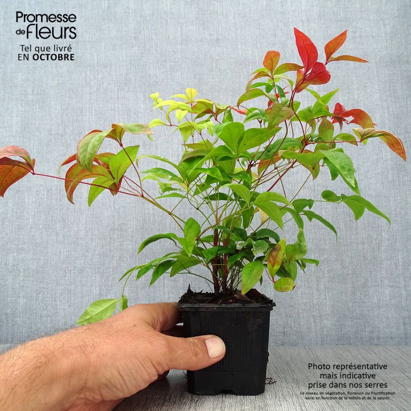 Exemplar von Nandina domestica Fire Power - Himmelsbambus Kleine Töpfe von 8/9 cm wie im Herbst geliefert