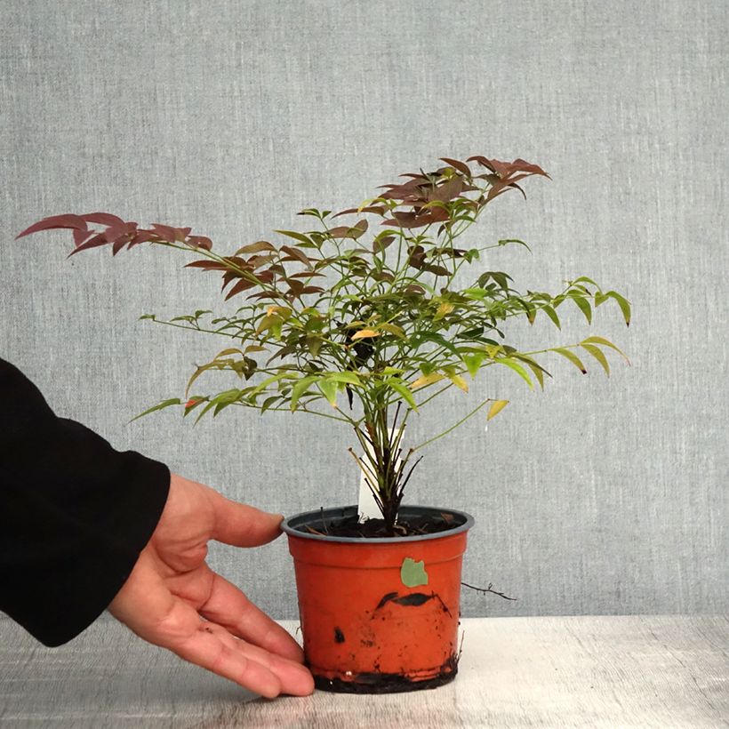 Exemplar von Nandina domestica FLIRT Murasaki - Himmelsbambus Topf 12 cm / 13 cm wie im Frühjahr geliefert