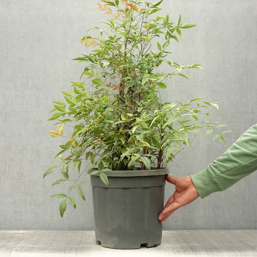 Exemplar von Nandina domestica Lemon and Lime - Himmelsbambus Topf mit 7,5L/10L wie im Sommer geliefert